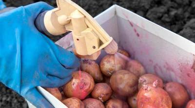 Обязательно ли обрабатывать луковицы и корнеплоды перед посадкой
