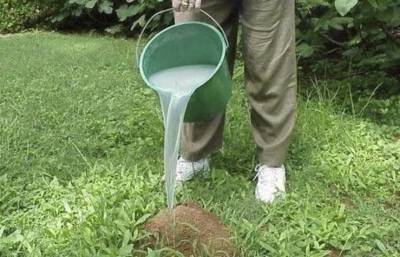 Способ для дачников, как извести муравьев и тлю на участке