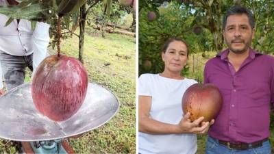 Самый тяжелый в мире манго вырастили фермеры из Колумбии
