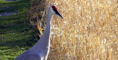 На Херсонщине в Аскании-Новой тысячи птиц погибают от халатности фермеров - ТЕЛЕГРАФ