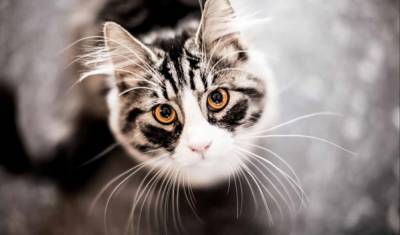 Зачем котам усы: интересные факты о пушистых любимцах
