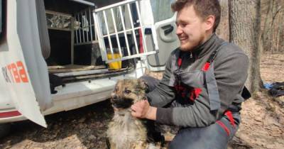 В Харьковской области спасли собаку, которая неделю плавала на льдине