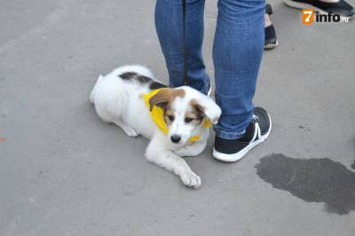 В Рязани пройдёт традиционная выставка беспородных собак