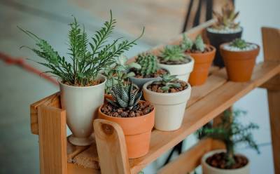 Без фикусов и кактусов: 5 оригинальных комнатных растений, за которыми легко ухаживать