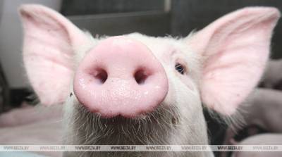 Вспышку чумы свиней выявили на востоке Японии