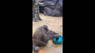 Орангутан Лола из зоопарка Удмуртии помыла свой вольер на субботнике (ВИДЕО)