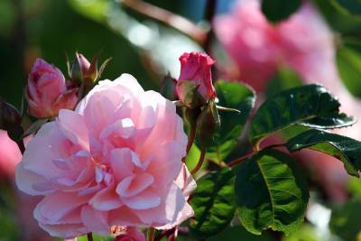 Как вырастить роскошные розы в своем саду