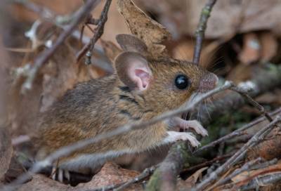 Лесной мышонок с красивыми глазами порадовал петербургского фотографа