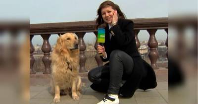 Надежда Сережкина - «Кому нужен снег с дождем?» Собака в прямом эфире отобрала микрофон у ведущей - fakty.ua