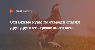 Отважные куры по очереди спасли друг друга от агрессивного кота