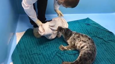В Ленинградской области сняли видео со спасённым детёнышем тюленя