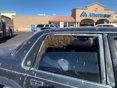 Пока ходил в магазин: 15 000 пчел залетели в машину к американцу