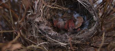Птицы остались без гнезд из-за массовых рубок кустарника в Петрозаводске