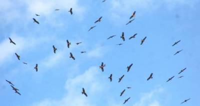 На востоке Грузии зафиксирована массовая гибель птиц