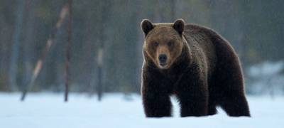 Медведи начали выходить из берлог в Карелии (ФОТО)