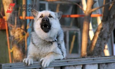 Шокировавшую тюменцев информацию о собачьих боях проверяет полиция