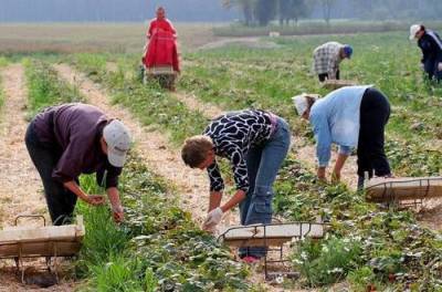 Украинских селян обложат налогами за самостоятельную работу на земле