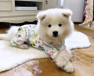 Пора баиньки: милые фотки собак в домашних пижамах