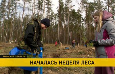 В Беларуси организовывают «Неделю леса»