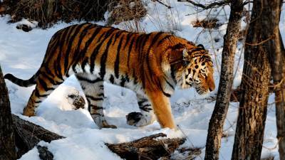 В Приморье ловят тигра, с января нападающего на собак