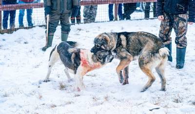 Жители Ишима жалуются на проведение незаконных собачьих боев