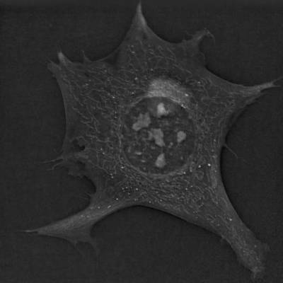 Новый метод микроскопии показывает вращающееся ядро ​​клетки