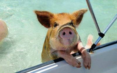 Такого вы еще не видели - плавающие в море свиньи попрошайки на Багамах » Тут гонева НЕТ!