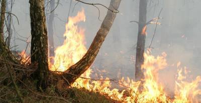Под присмотром видеокамер для обнаружения пожаров находится 96% лесов Гродненской области