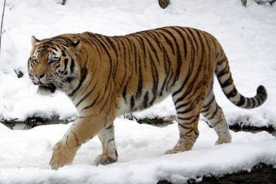 В Приморье пытаются поймать неуловимого тигра - похитителя собак