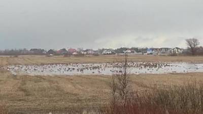 Возле поворота на Красный Бор отдыхают гуси и лебеди после перелета: видео