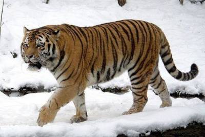 В Приморье пытаются поймать неуловимого тигра – похитителя собак