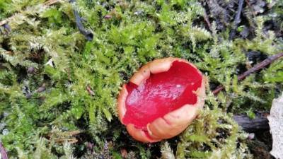 В Ленобласти выросли первые весенние грибы