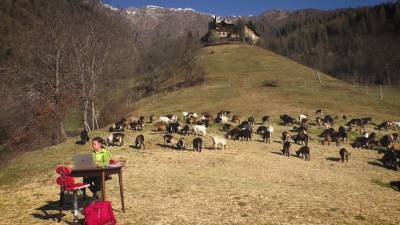 Школьница из Италии учится дистанционно посреди пастбища в окружении коз.