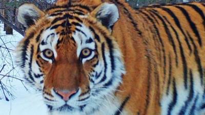 Похищающий собак тигр объявлен в розыск в Приморье