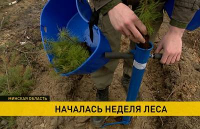 «Неделя леса»: люди разных профессий, возрастов, интересов высаживают деревья в регионах Беларуси