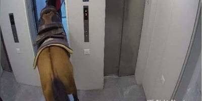 Жители Тель-Авива прокатил в лифте лошадь, их задержала полиция – видео - ТЕЛЕГРАФ