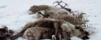 На Камчатке устанавливают причины гибели трёх сотен оленей