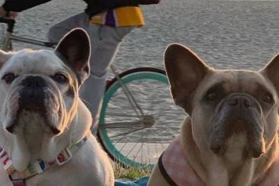 Полиция Лос-Анджелеса арестовала пятерых человек по делу о похищении собак Леди Гаги