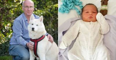 Собака хаски спасла брошенного в кустах младенца