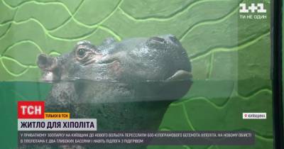 Договаривался весь зоопарк: как бегемот Хиполит переезжал в новый вольер в Киевской области