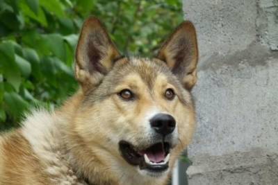 СК возбудил дело после нападения стаи собак на ребенка в Татарстане