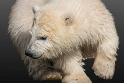 В Москве выхаживают спасенного в Красноярском крае медвежонка