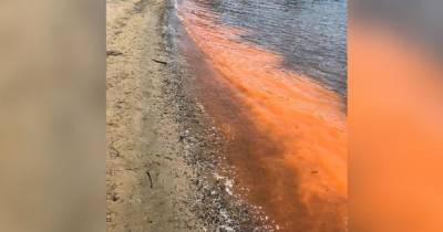 Жителей Владивостока напугала ярко-оранжевая и светящаяся вода залива