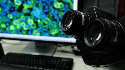 Ученые нашли перспективное лекарственное соединение в водорослях Баренцева моря
