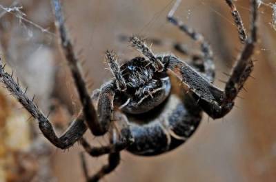 Живут долго, жалят больно: обнаружен новый вид ядовитых пауков