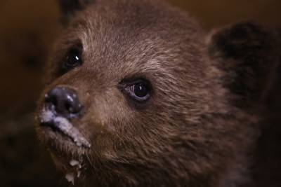 Пажетновым в Тверской области привезли еще одного медвежонка - его нашли на помойке