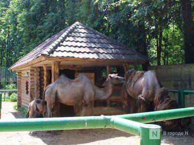 Детские площадки устанавливают на месте зоопарка Мишутка в парке Швейцария