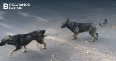 После нападения собак на ребенка в Осиново казанцы требуют возобновить отстрел животных