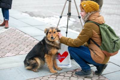 Есть ли на Урале проблема с нападением бездомных собак. Статистика и мнения экспертов