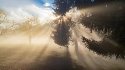 МЧС предупредило об утреннем тумане в Ленобласти 30 апреля